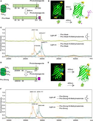 Hydrogels With Tunable Mechanical Properties Based on Photocleavable Proteins
